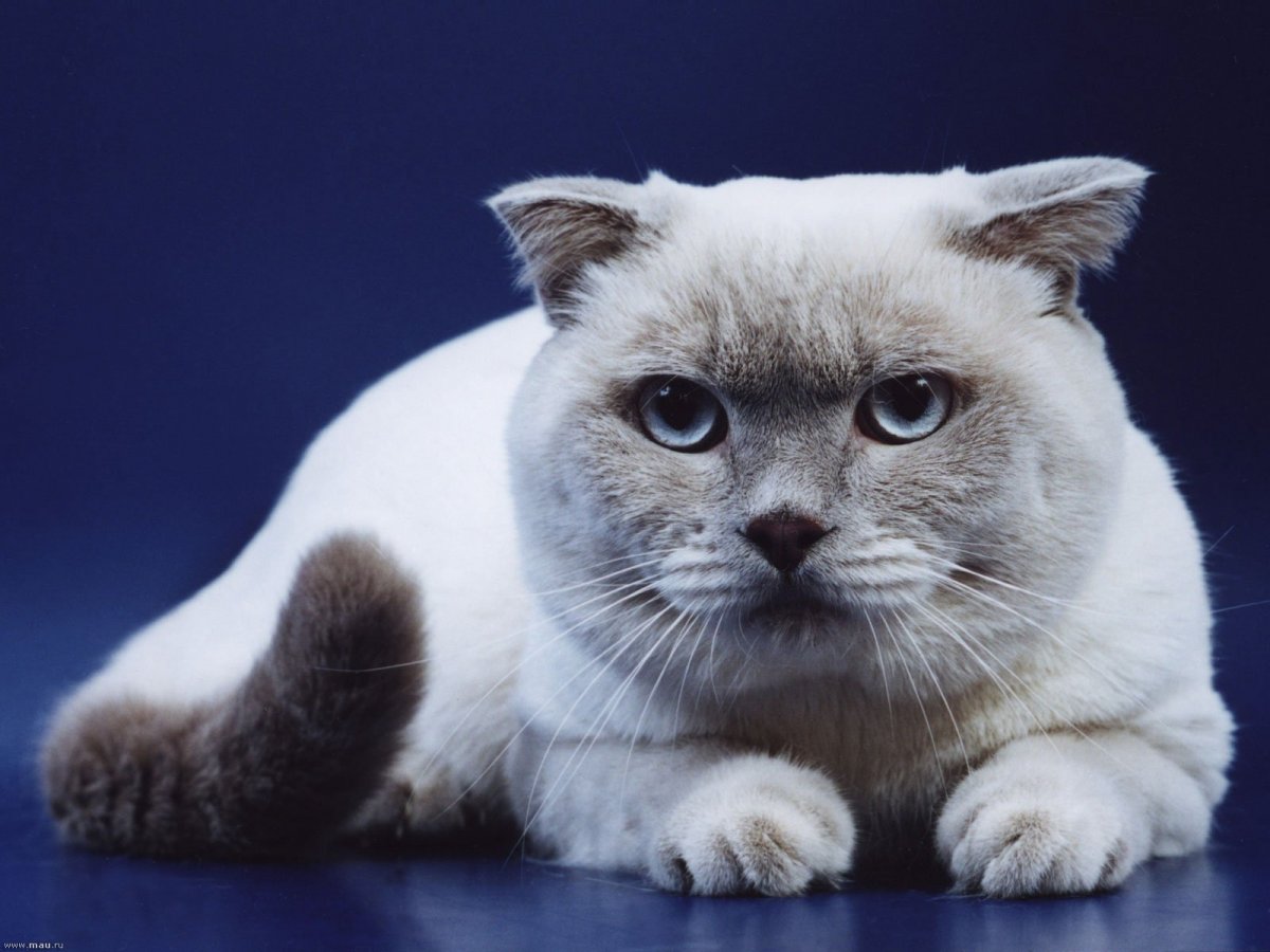 Хайленд фолд колор Пойнт