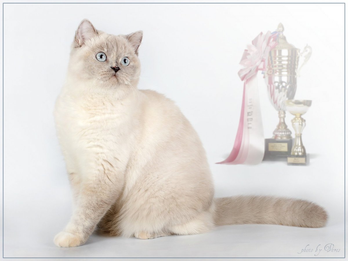 Шотландская вислоухая колор Пойнт