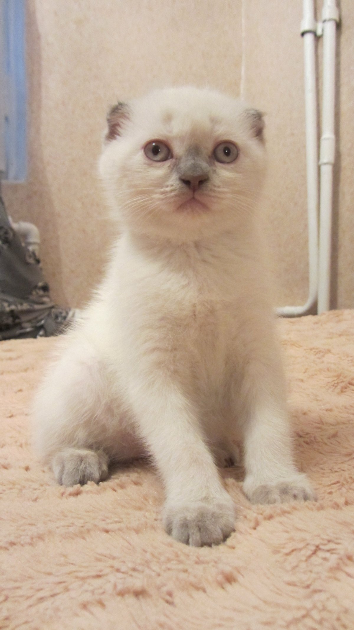 Шотландская вислоухая кошка колор Пойнт