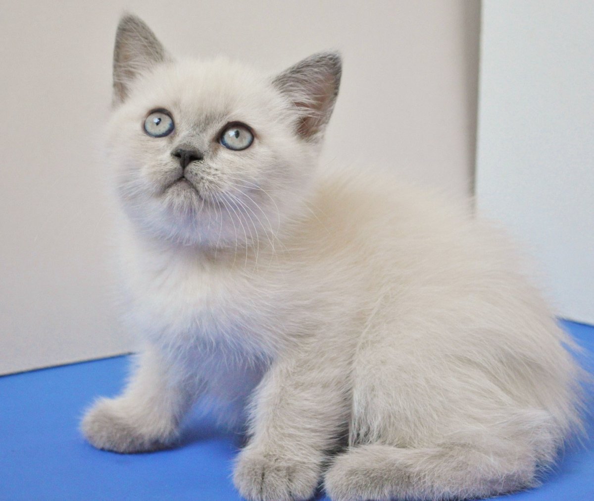 Шотландские котята Блю поинт