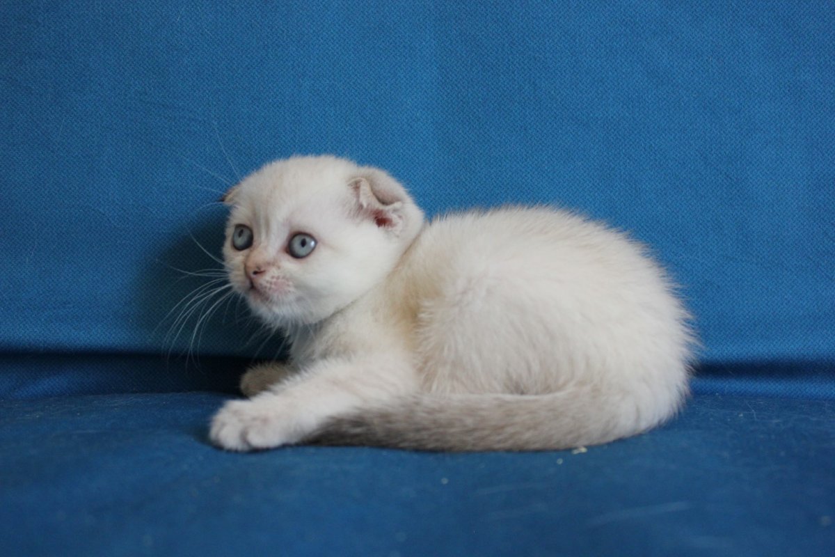 Шотландский страйт колор Пойнт