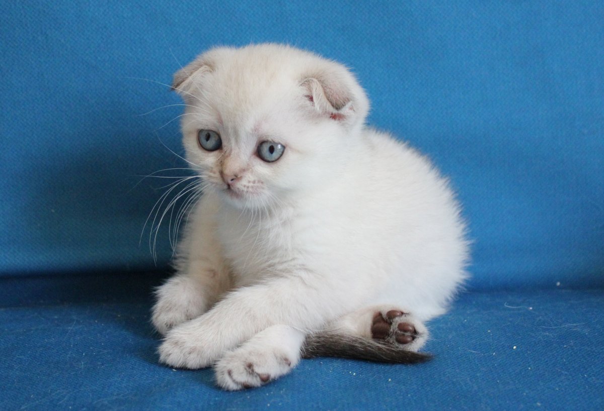 Шотландский скоттиш-фолд колор-Пойнт