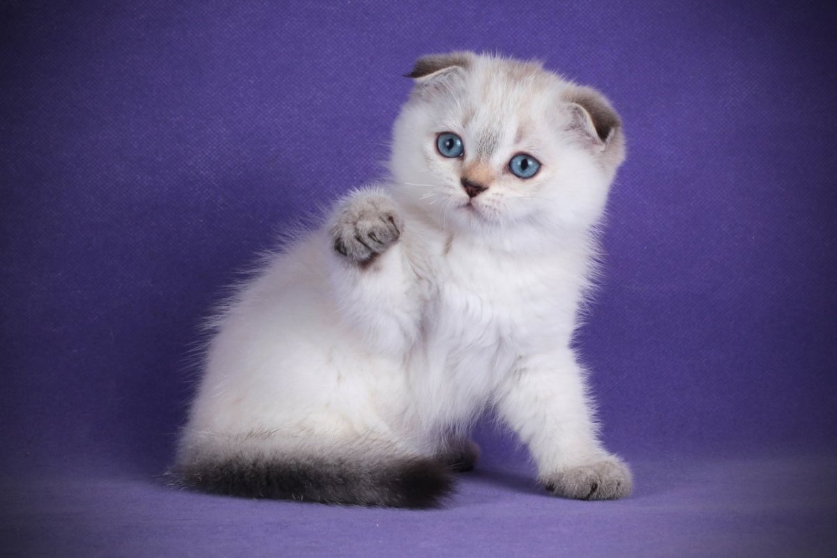 Шотландская колор Пойнт