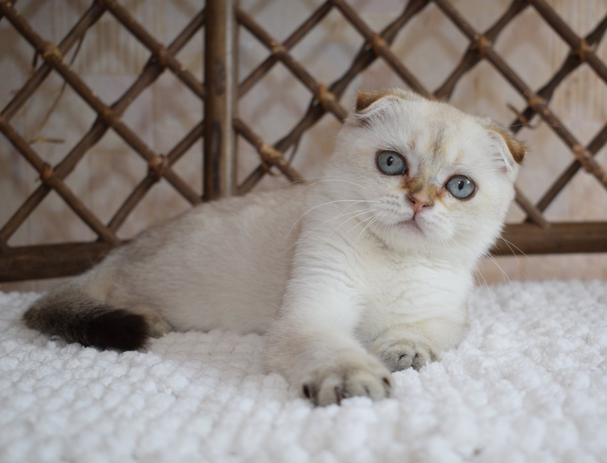 Вислоухая кошка с голубыми глазами порода