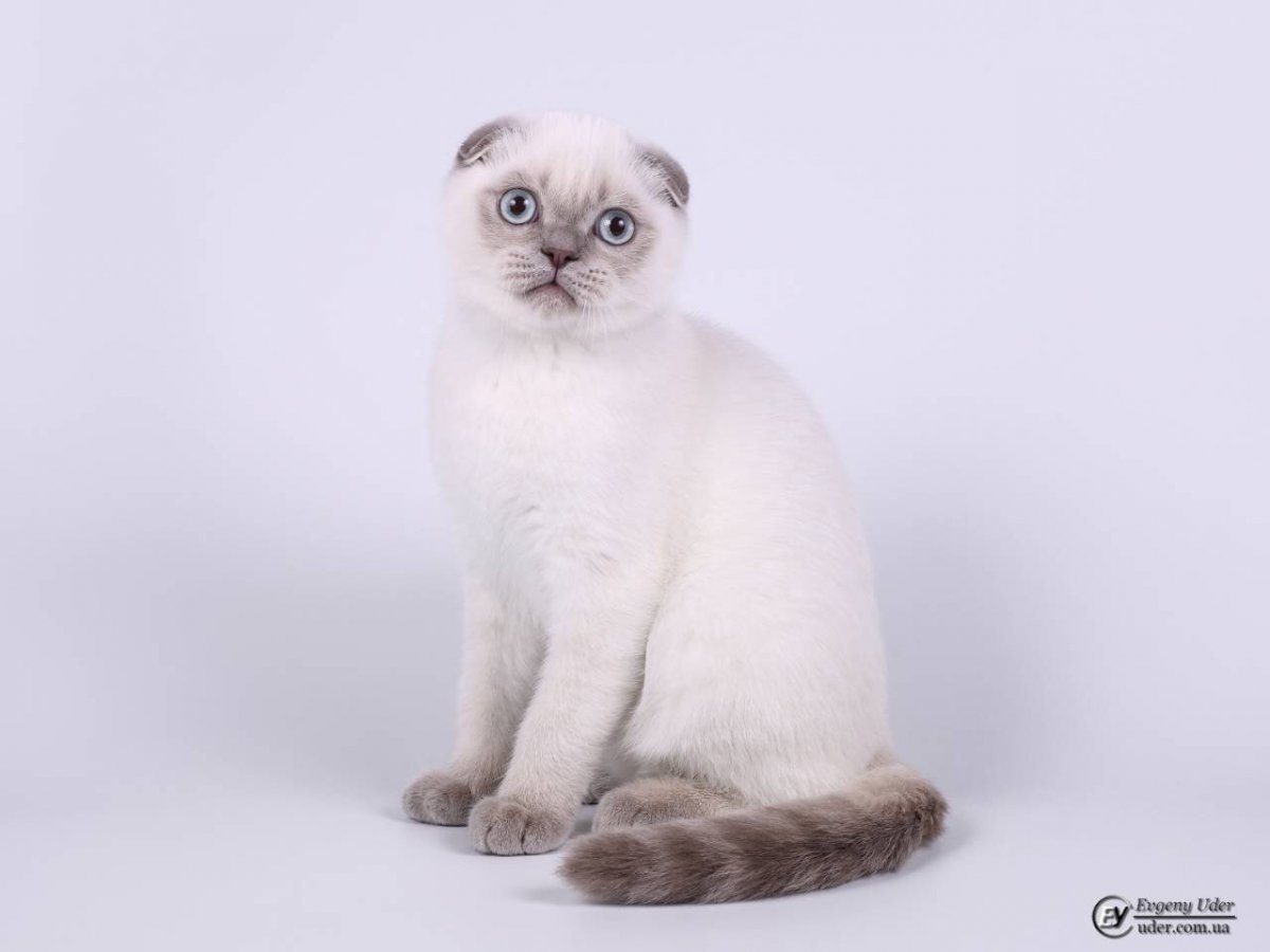 Шотландский страйт колор Пойнт