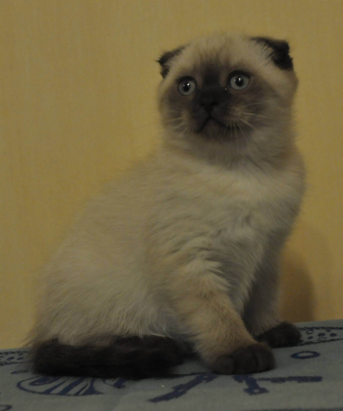 Шотландская кошка колор Пойнт