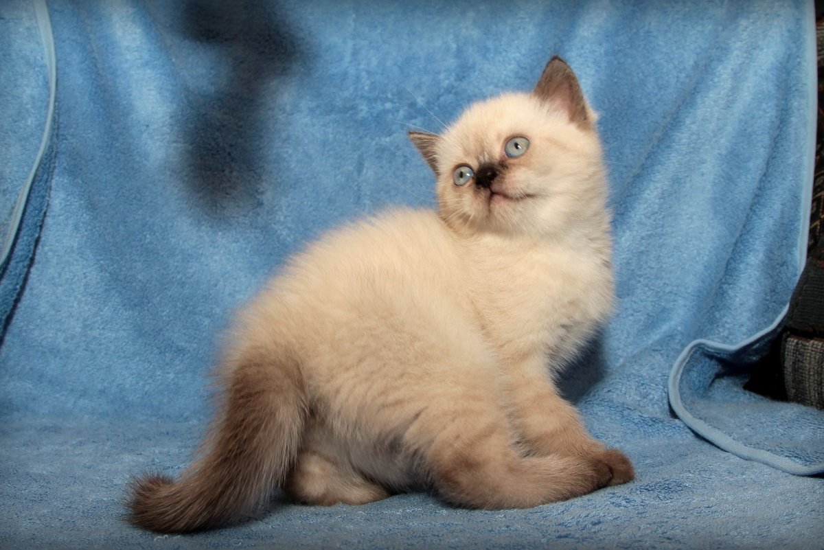 Хайленд страйт Блю тебби Пойнт