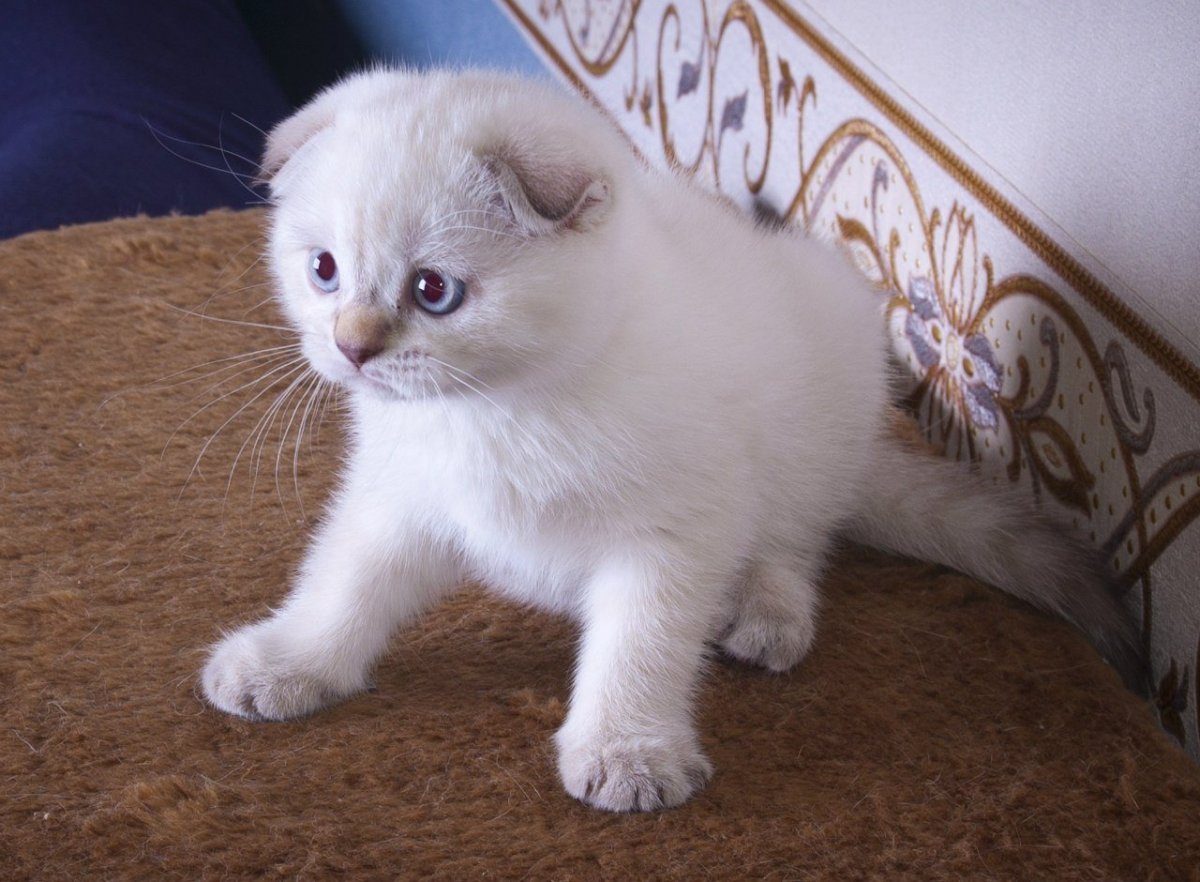 Британец шоколадный колорпоинт