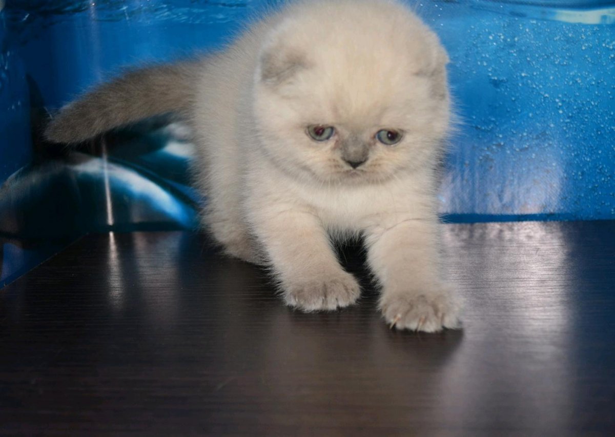 Кошки колор-Пойнт британцы