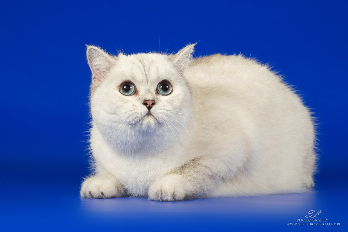 Колор Пойнт короткошерстный