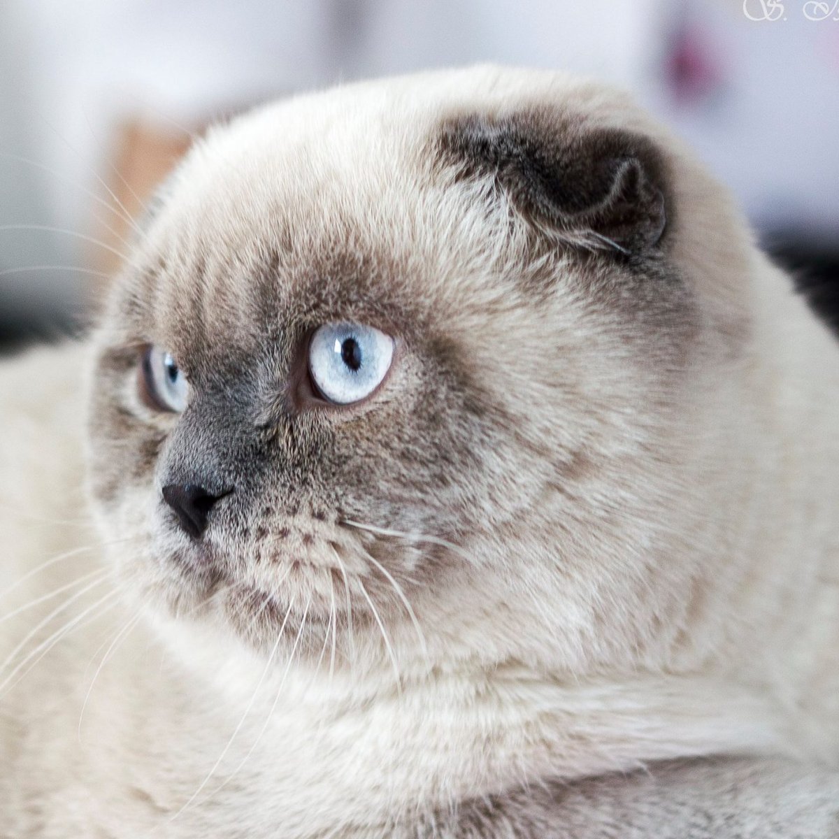 Шотландская вислоухая кошка Блю Пойнт