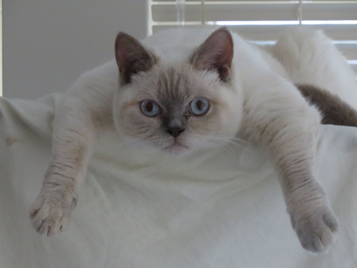 Малышка Блю