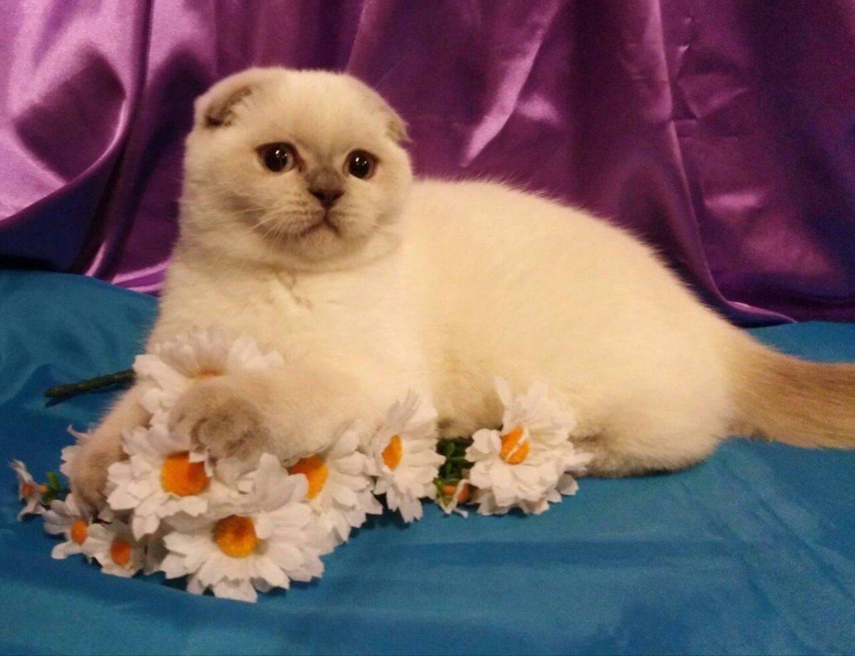 Британская скоттиш страйт Блю поинт