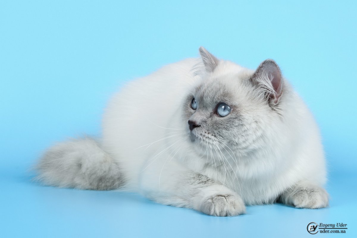 Порода кошек Британская колор Пойнт