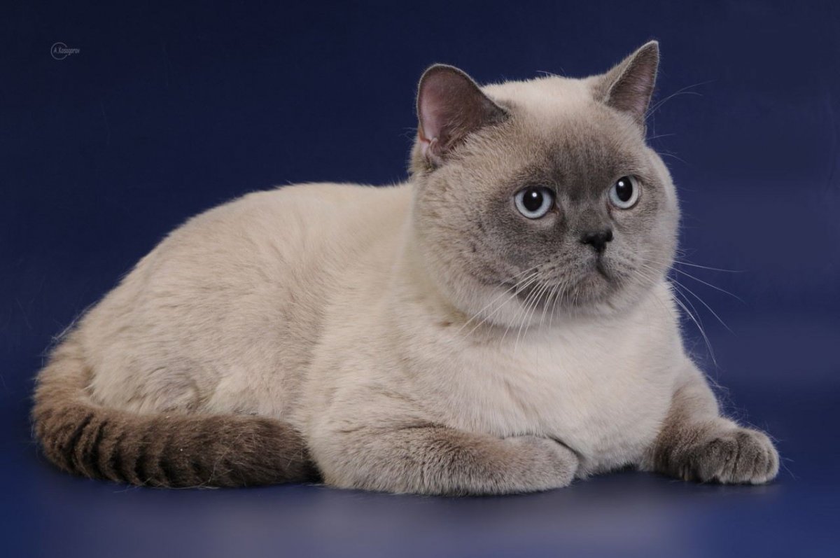 Скоттиш-страйт Шотландская прямоухая Блю поинт