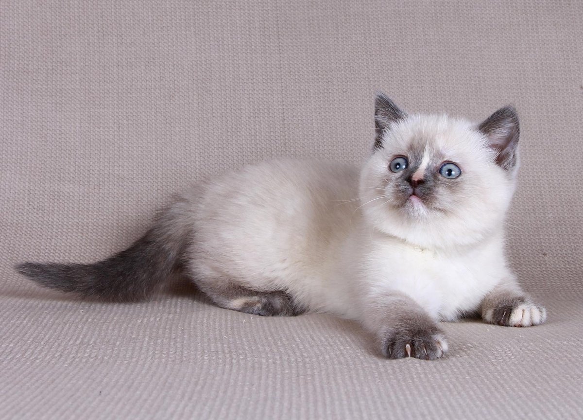 Британский колор Пойнт