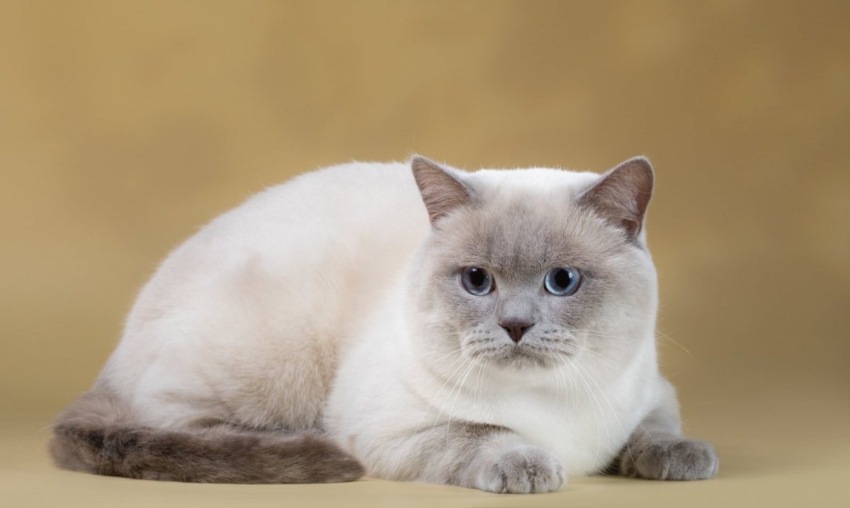 Шотландский Блу колораоинт