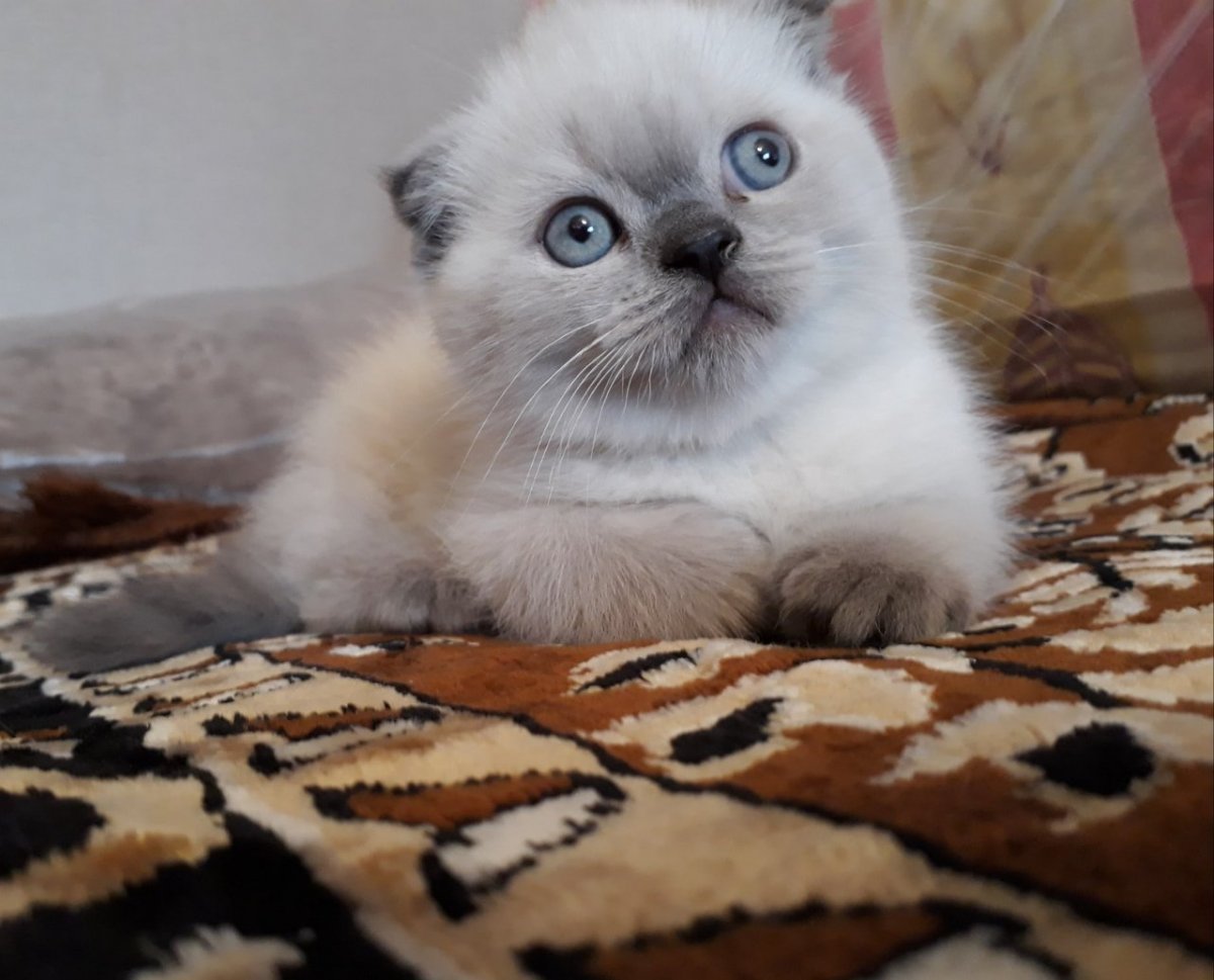 Рэгдолл шоколадный колор Пойнт