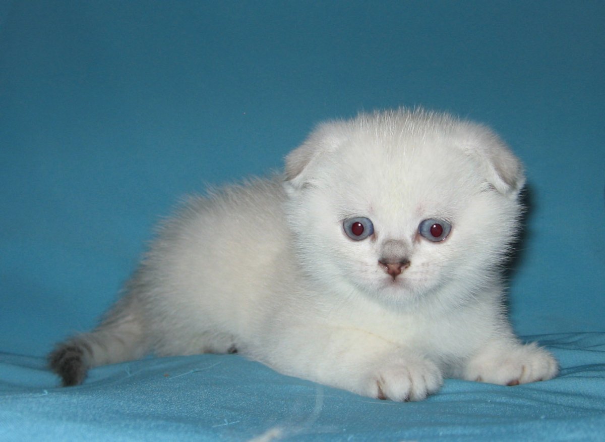 Шотландская вислоухая кошка Лилак поинт