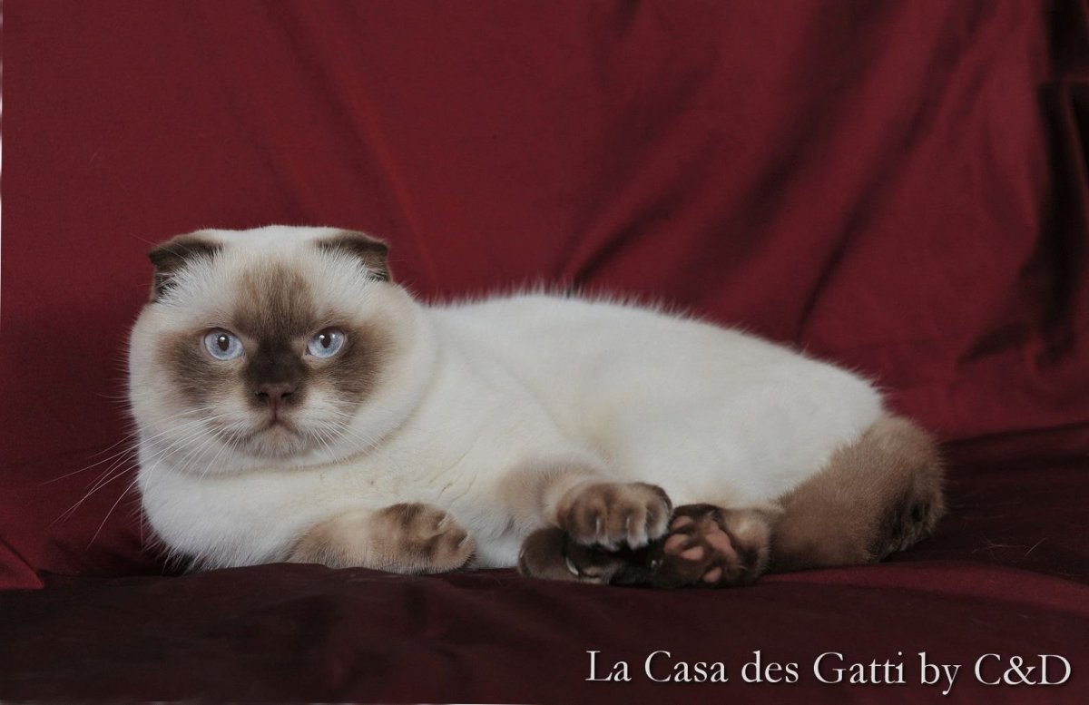 Шотландская кошка колор пойнт