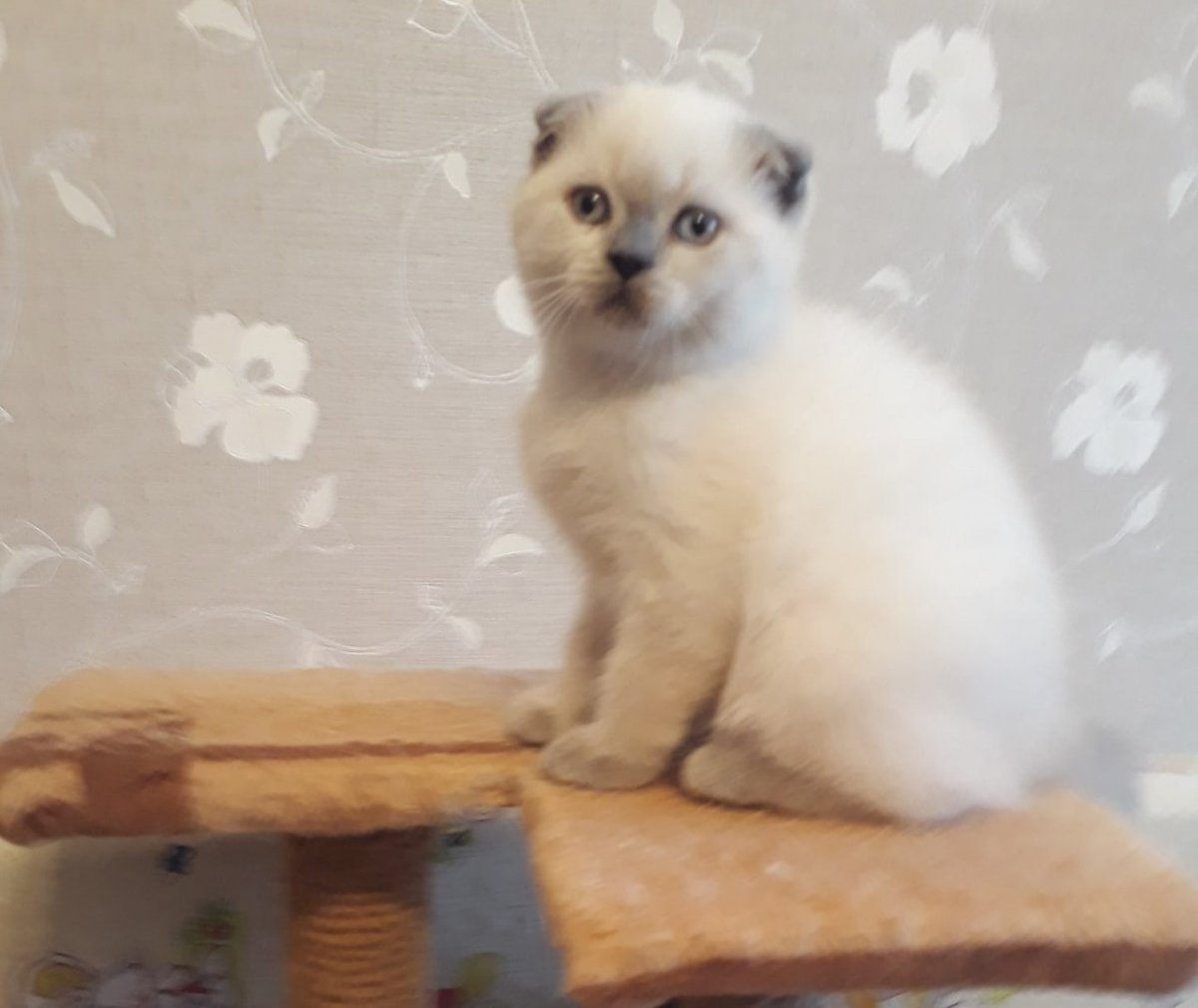 Британская кошка Блю Пойнт