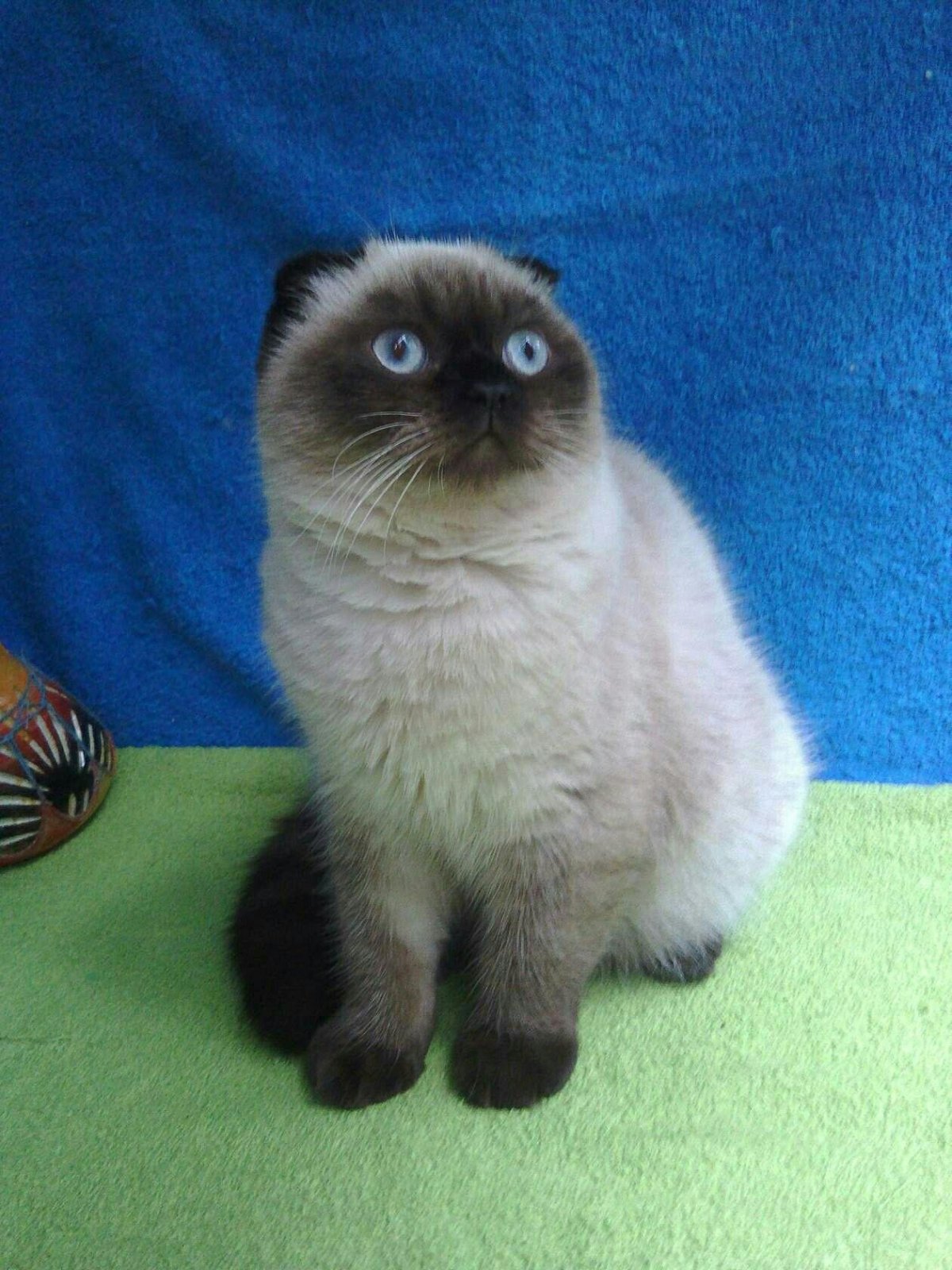 Скоттиш фолд колор Пойнт