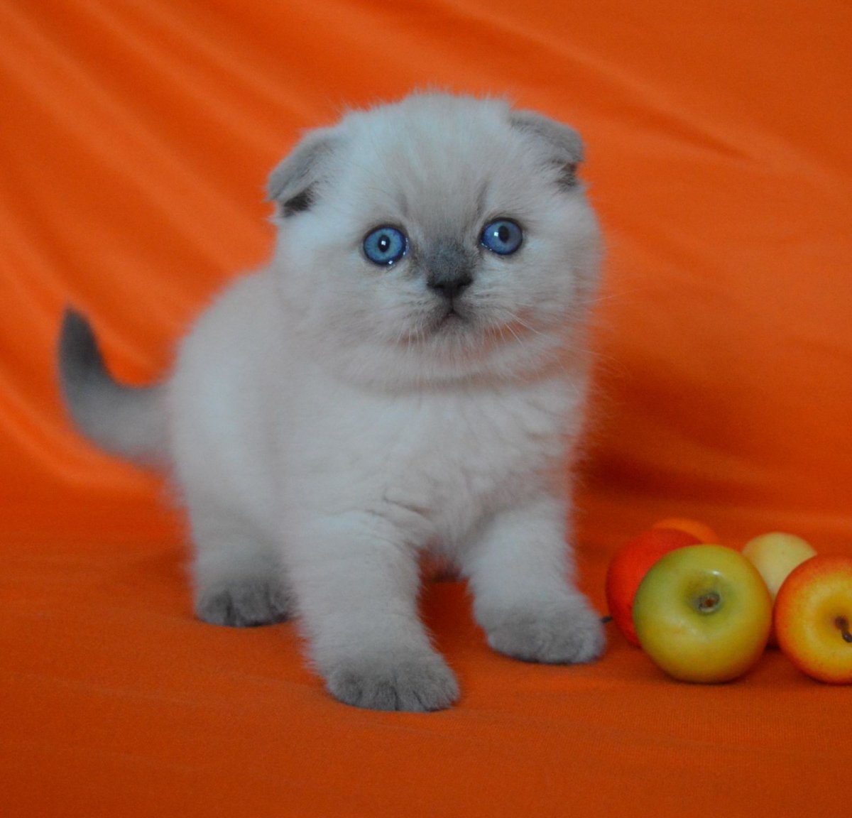 Шотландская колор Пойнт