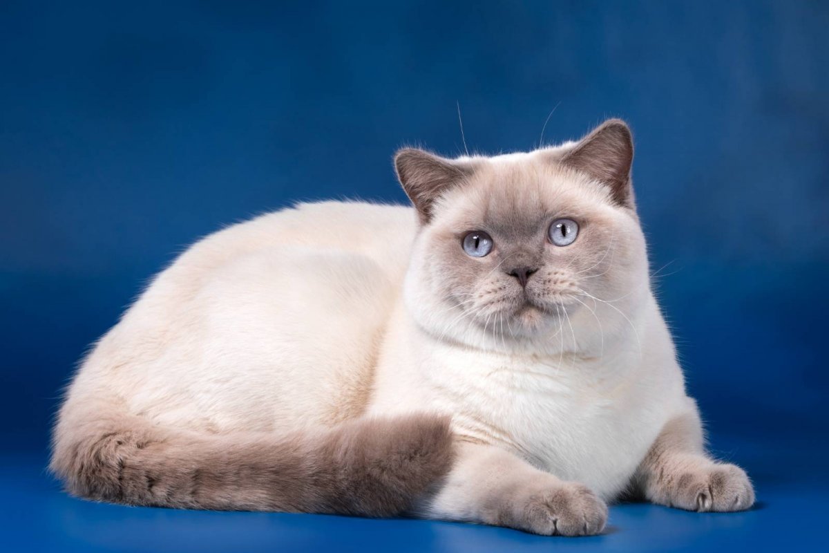 Скоттиш фолд колор Пойнт