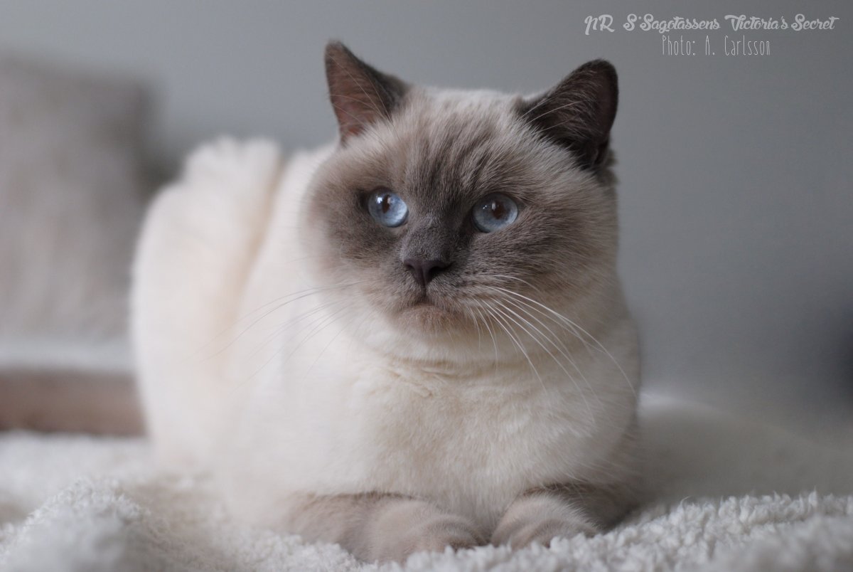 Силк поинт котенок