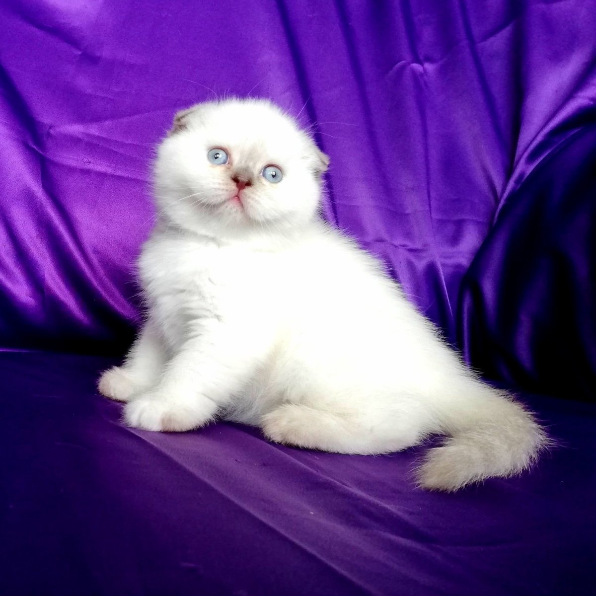 Британская вислоухая Блю Пойнт