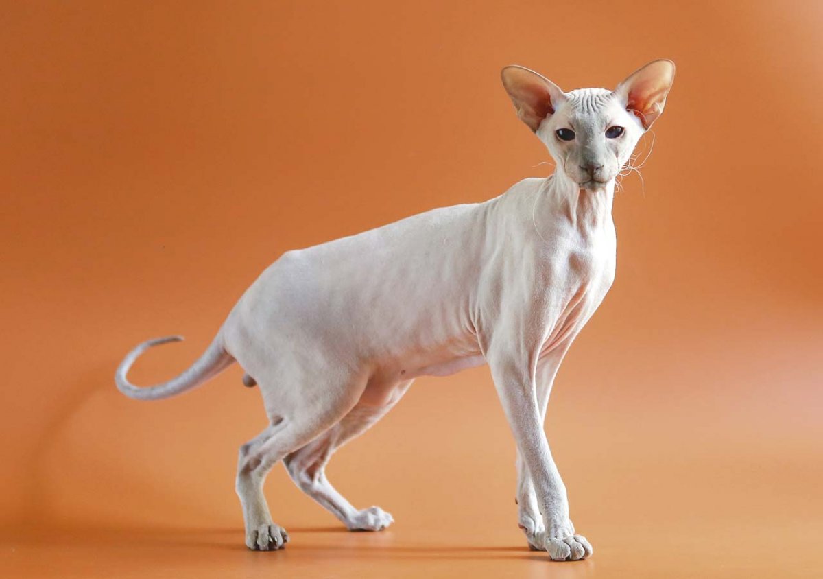 Петерболд Петербургский сфинкс