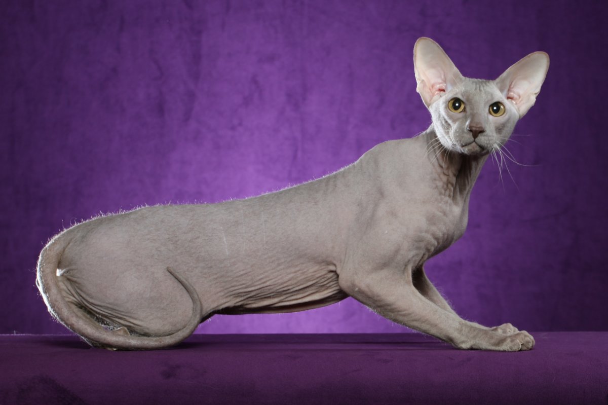 Сиамский ориентальный черный кот