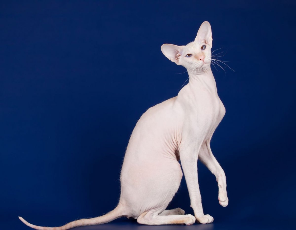 Сфинкс Петерболд