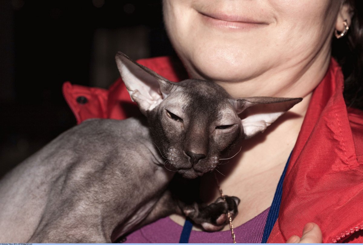 Ориентальная кошка