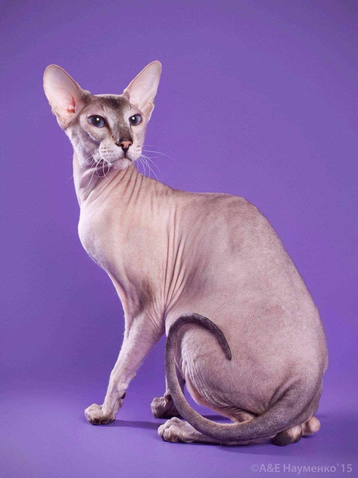 Сфинкс Петерболд