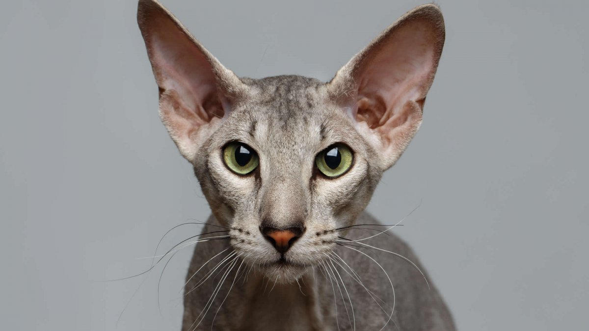 Сфинкс Петерболд