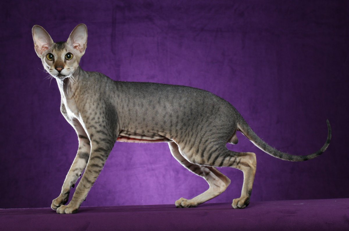 Сфинкс Петерболд