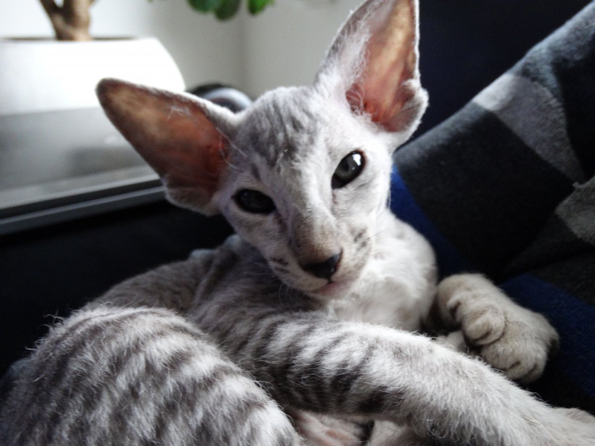 Сфинкс Петерболд