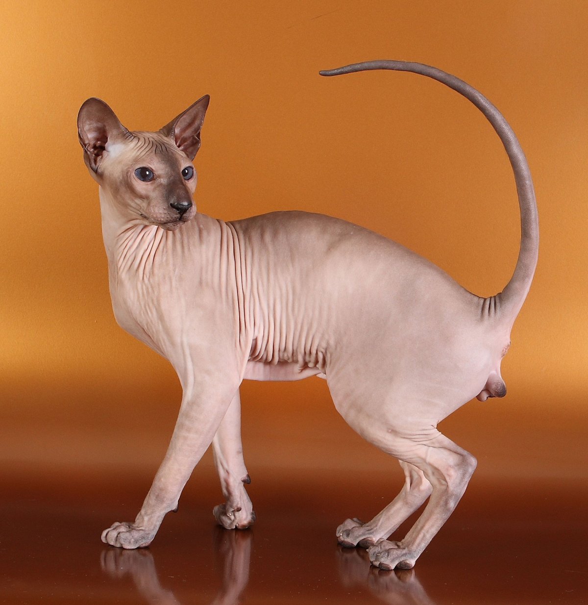 Сейшельский ориентальный кот