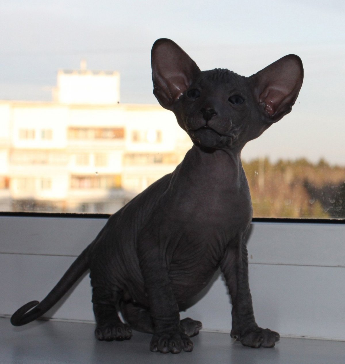 Петерболд кошка