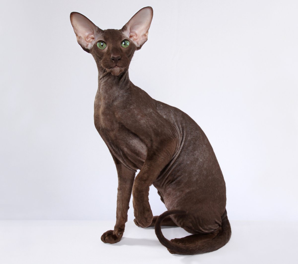 Сфинкс кошка Петерболд
