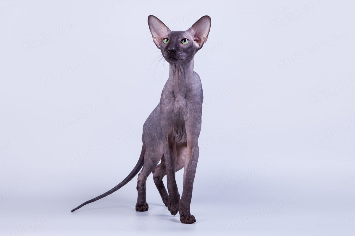 Лысая кошка сфинкс