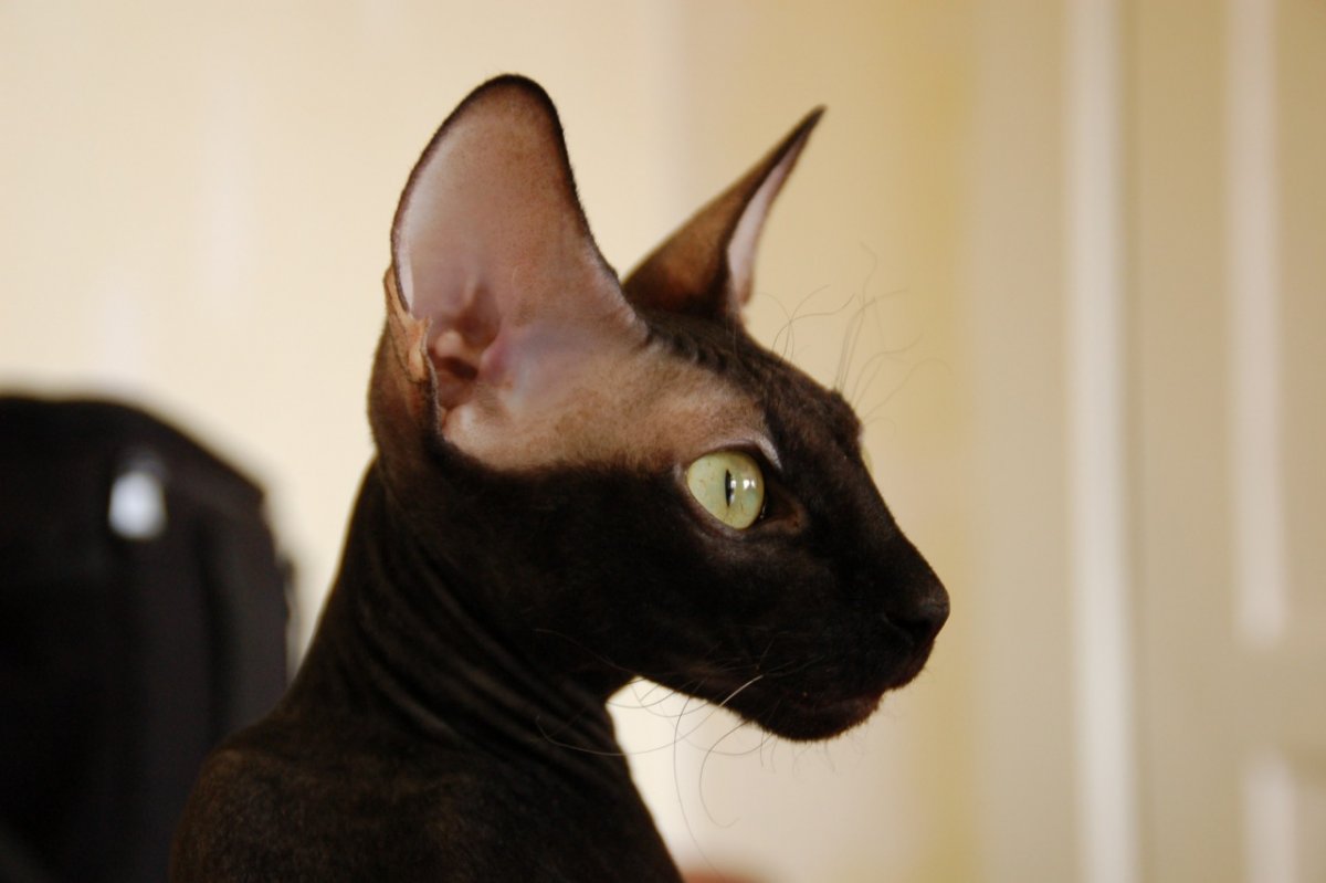 Форин Вайт кошка