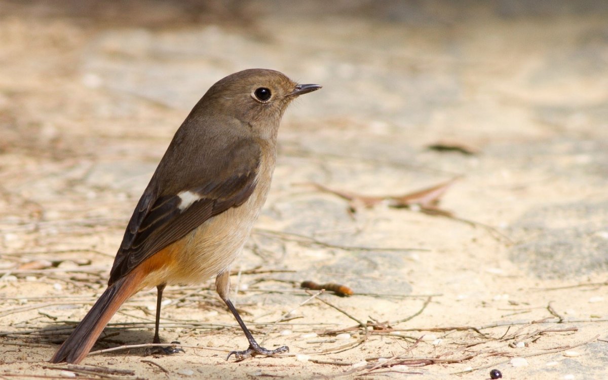 Коричневая птица с длинным хвостом