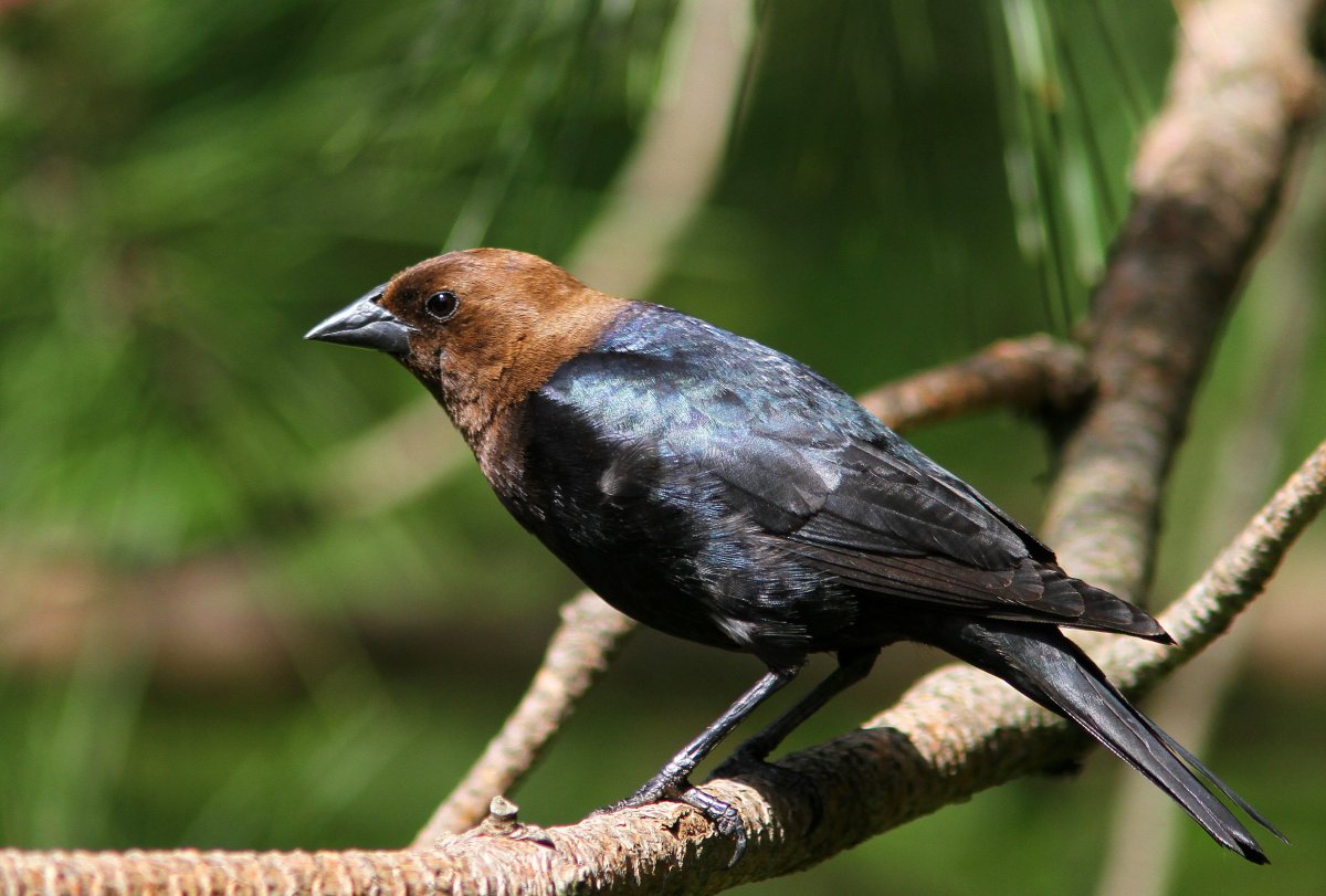 Cowbird птица