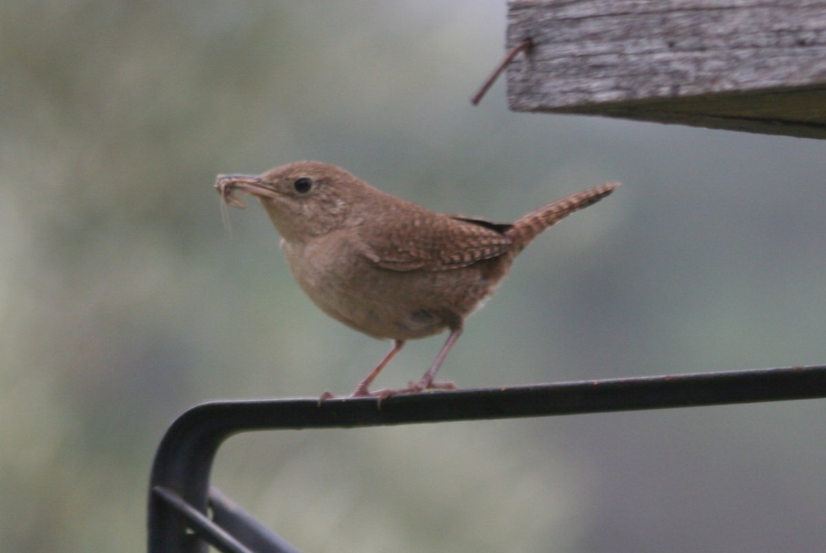 Коричневая птичка с длинным хвостом