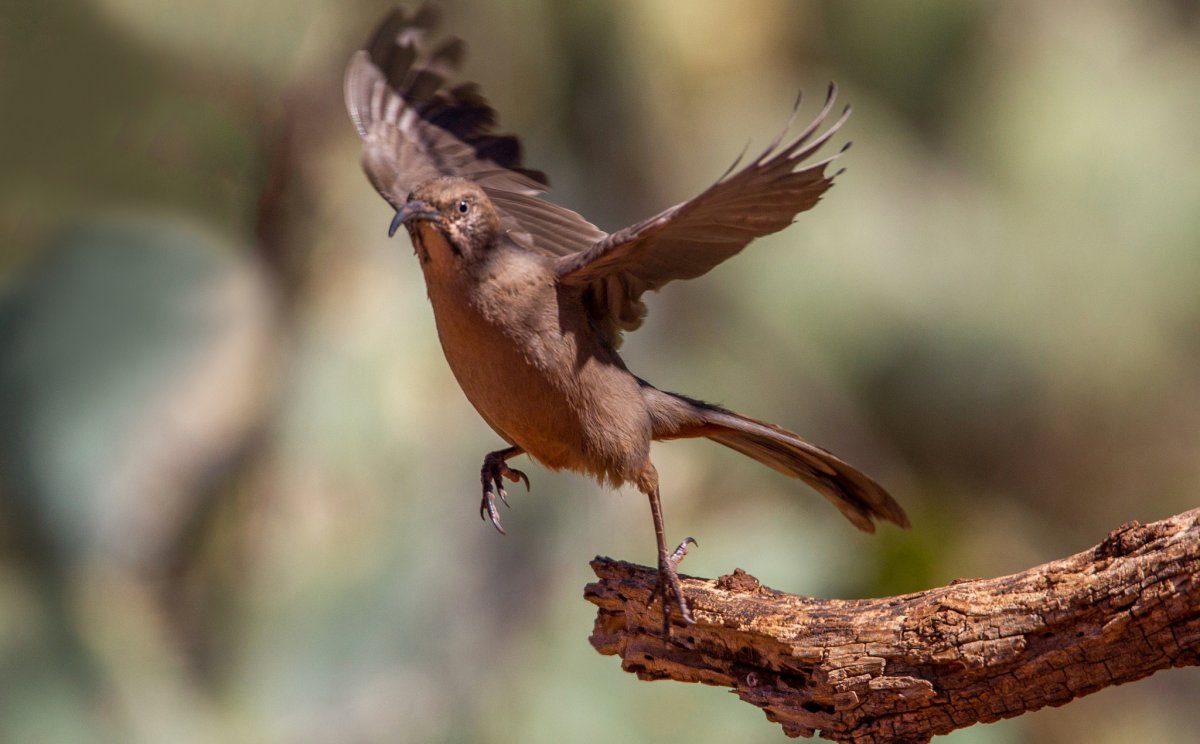 Австралийская птица лирохвост