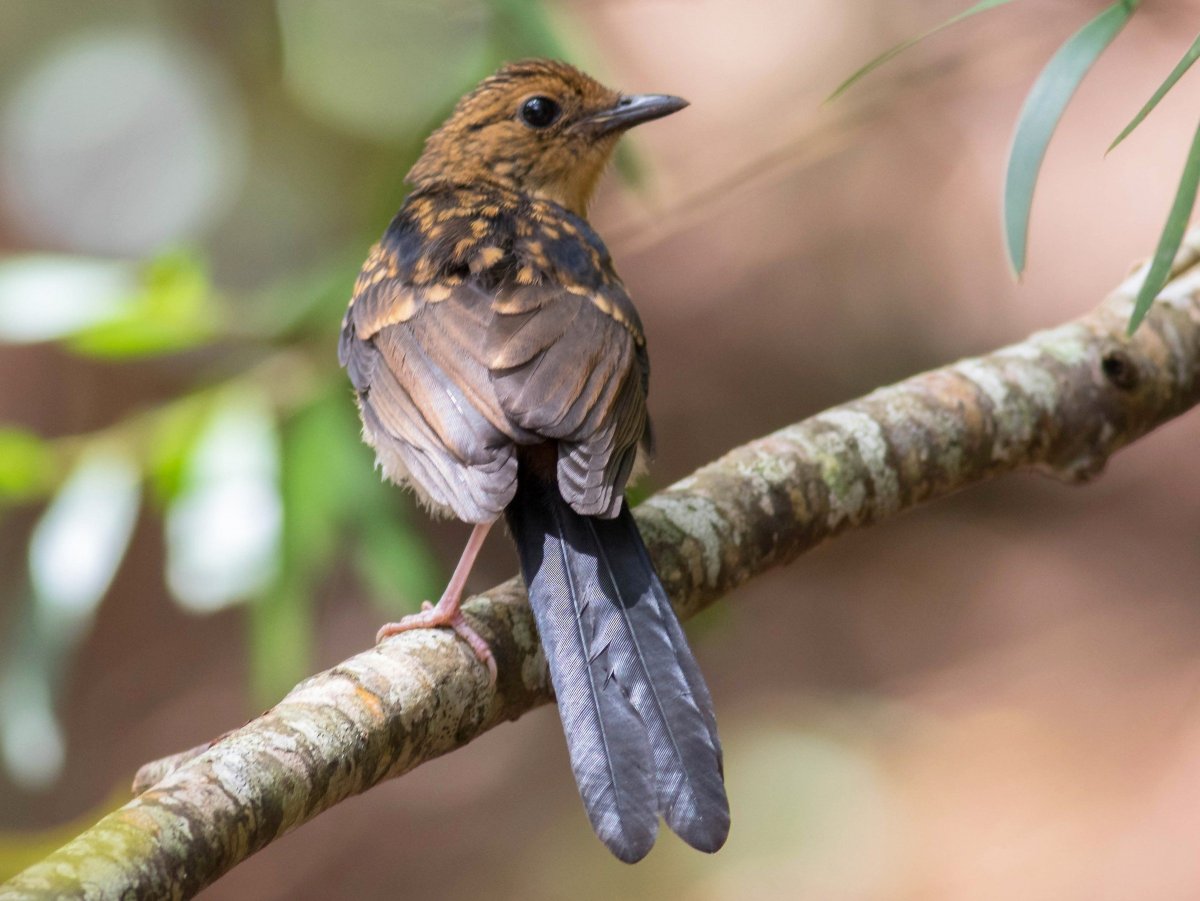 Маленькая коричневая птица