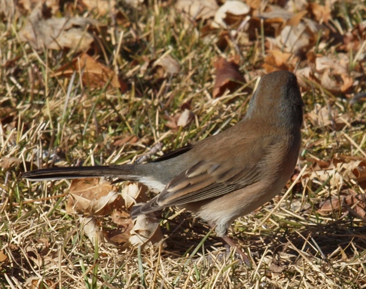 Коричневая птица
