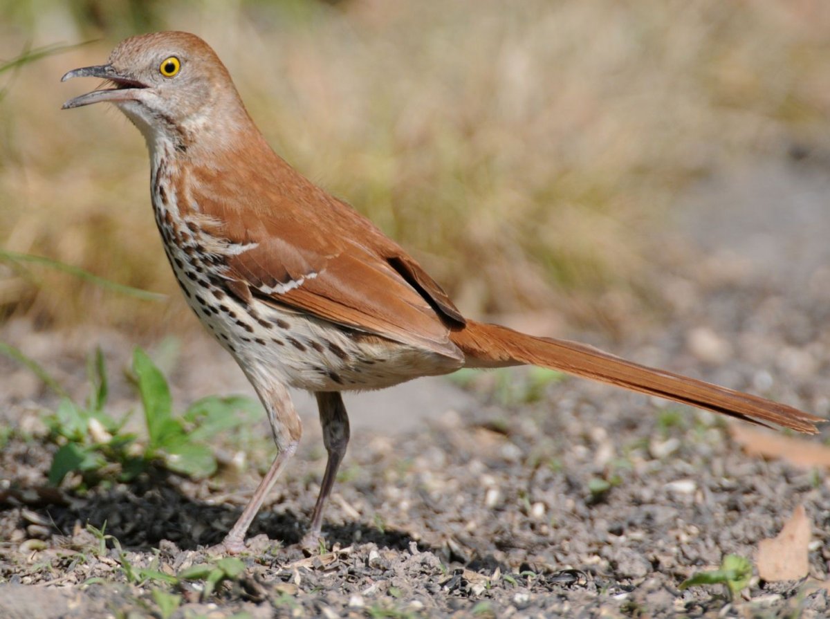 Коричневая птица